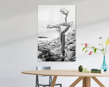 Arbre solitaire sur la côte de Californie sur Chantal Kielman