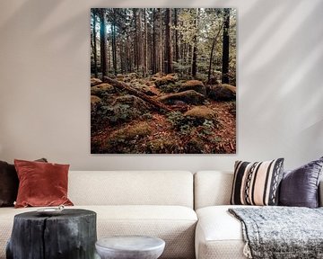 Herbstwald 001 von Oliver Henze