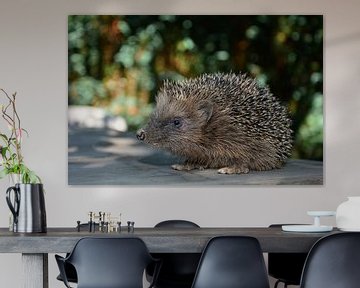 Cute Hedgehog in green nature by Claudia Evans