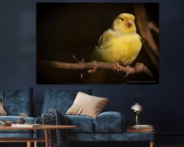 Gele vogel in stadsdierentuin Alkmaar