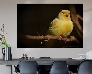 Gele vogel in stadsdierentuin Alkmaar by Teus van Keulen