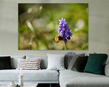 Honing bij op een lavendel bloem van Bas Witkop