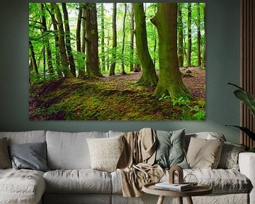 Le printemps dans la forêt sur Ostsee Bilder