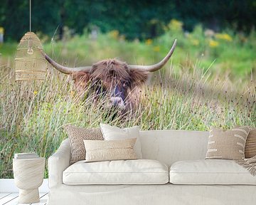 Schotse Hooglander in het hoge gras van Ans Bastiaanssen