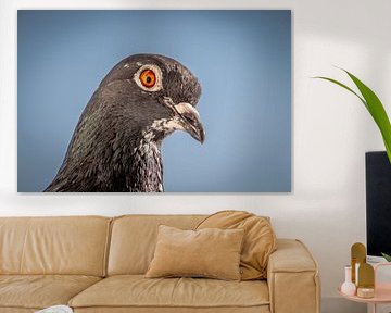 Duif sur Jeannette Fotografie