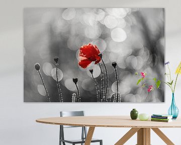 Rouge dans le champ de coquelicots sur Jeannette Fotografie