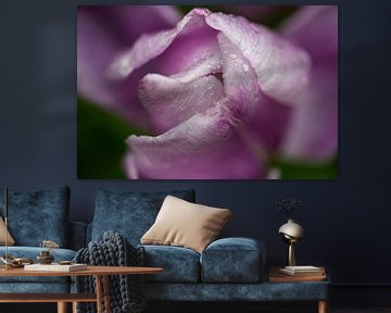 Tulp Rose van Jeannette Fotografie