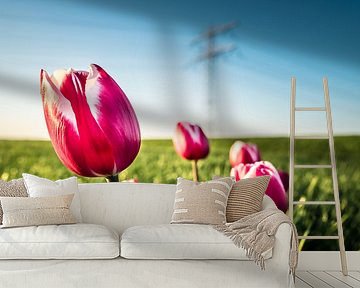 Rosa Tulpen auf einer Wiese.