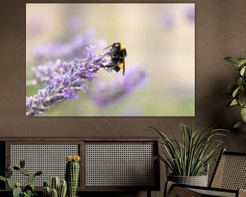 Bumblebee on top of lavender sur Lindy Hageman