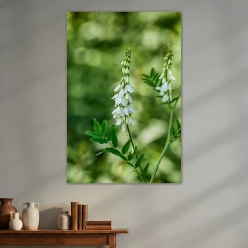 Plant in de Hortus Botanicus in Alkmaar