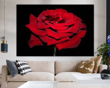 Beautiful red rose van Ioana Hraball