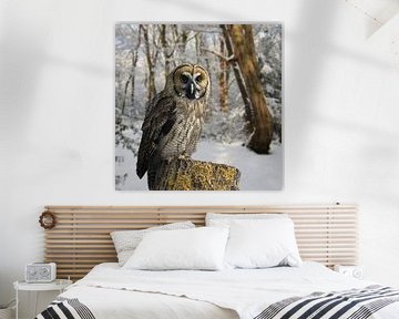 great-grey-owl-hybrid-snow