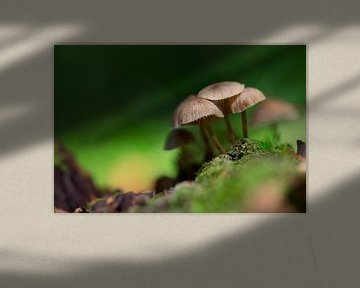 Kleine Gruppe Pilze im Wald