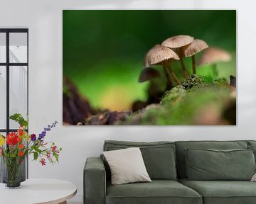 Mushrooms in a forest by Mark Scheper