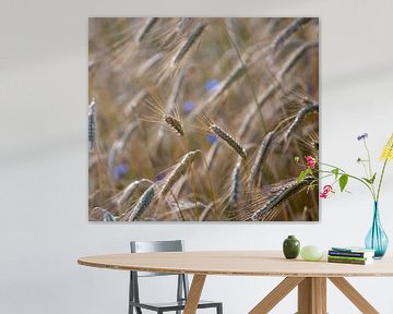 Gerst met korenbloemen van Margreet Boersma