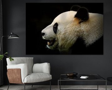 Panda bear by Mathijs Frenken