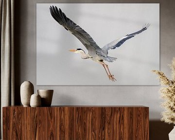 Grey heron by Mark Bolijn
