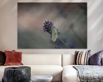 Butterfly in lavender by Margreet Boersma