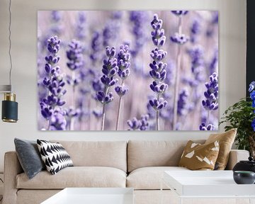 Lavender by Violetta Honkisz