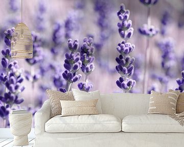 Lavender by Violetta Honkisz