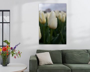 Witten tulp met regendruppels van Monique Hassink