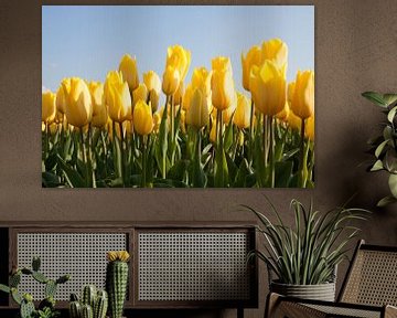 Zonnige gele tulpen van Monique Hassink