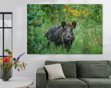 Wild Boar