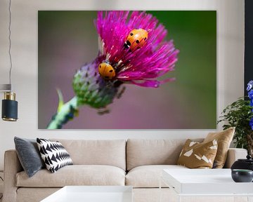 Ladybugs on the thistle by Masselink Portfolio