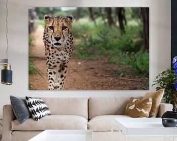 Jachtluipaard/Cheetah