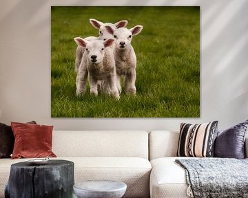Lammetjes Texel sur Niels Hoogenbosch