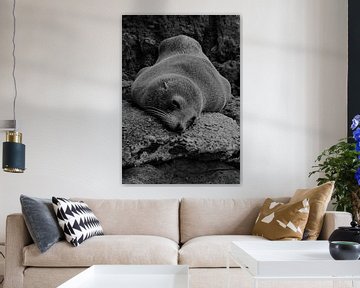 A resting fur seal in Akaroa, New Zealand by J V