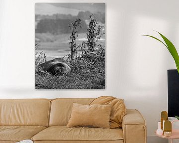 Friendly fur seal is staring into the unknown in New Zealand von J V