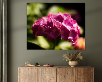 Hortensia roze van Big Vissie