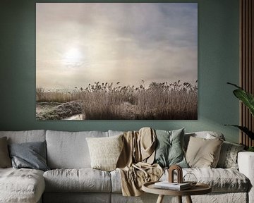 Frosted reed border in pale sunshine, Zaandam, Noord-Holland, , Netherlands by Rene van der Meer