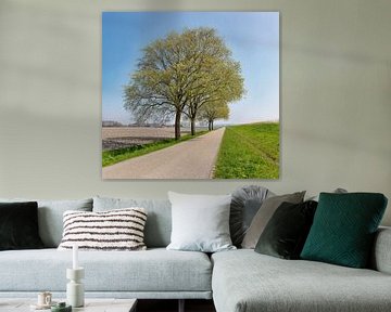 Vrijstaande bomen langs een polderweg achter een dijk, Anna Pauwlona, , Noord-Holland van Rene van der Meer