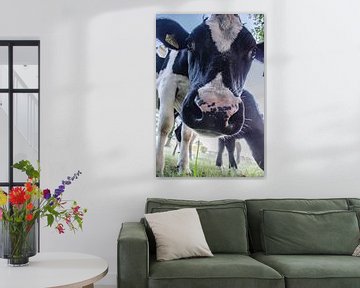 koeien komen gluren van MaxDijk Fotografie shop