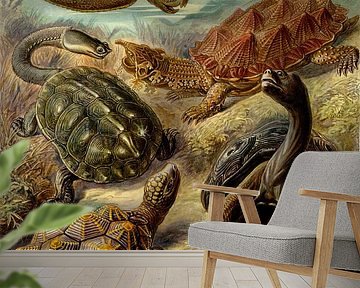 Schildpadden, Ernst Haeckel