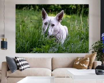 Swiss White Shepherd sur Remco Mange