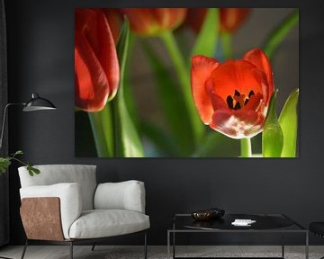 Rode tulpen von Nancy Alpaerts