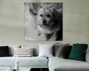 Terrier in black and white by Bart van der Borst