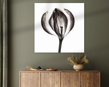 Tulip II  van Cor Ritmeester