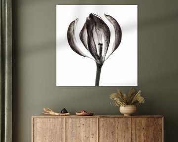 Tulip II 