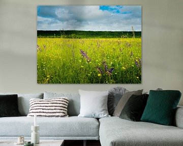 Field with wild flowers in the summer