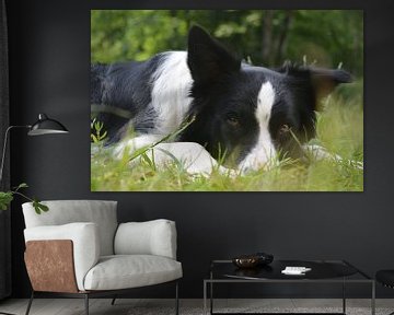 Border collie sur Nancy Alpaerts