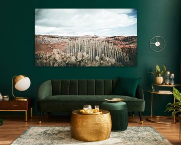 cactus landschap sur Jonathan van Rijn