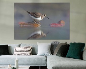 Common Sandpiper, Actitis hypoleucos by Beschermingswerk voor aan uw muur