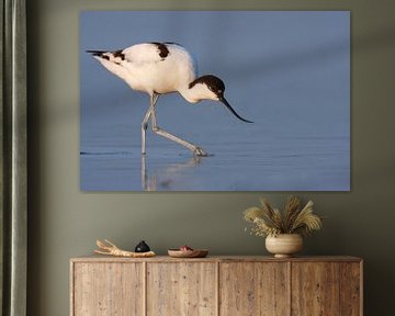 Pied Avocet, Recurvirostra avoseta by Beschermingswerk voor aan uw muur