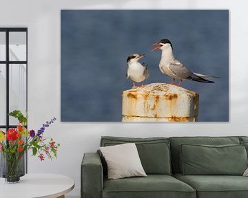 Sterne pierregarin, Sterna hirundo sur Beschermingswerk voor aan uw muur