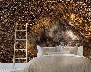 Europäischer Igel, Erinaceus europaeus von Beschermingswerk voor aan uw muur