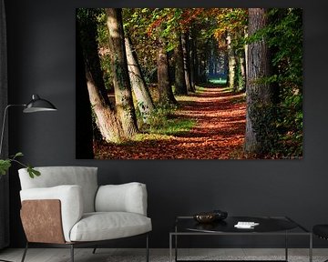 Bospad in herfst kleuren
